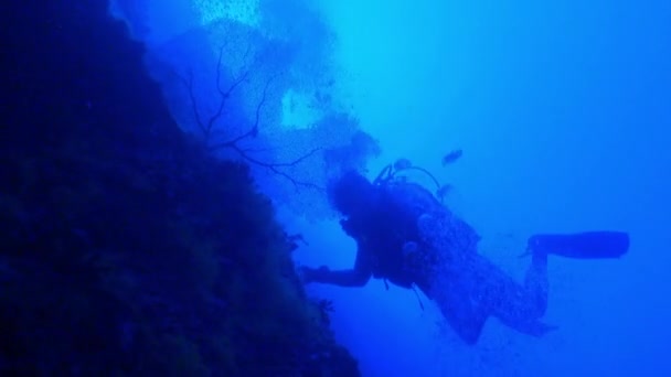 Ινδικός Ωκεανός Μαλδίβες Σεπτεμβρίου 2019 Υποβρύχιο Φόντο Coral Σκούρο Μπλε — Αρχείο Βίντεο