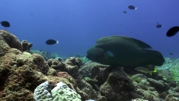 大きなナポレオン魚はモルディブの近くで水中で泳ぐ 家族の中で放射状のフィンを持つ海洋魚の種ナポレオン習慣サンゴ礁 — ストック動画
