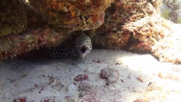 Moray Yılan Balığı Maldivler Mercan Altında Avlanır Avlarını Şekilde Yakalamak — Stok video