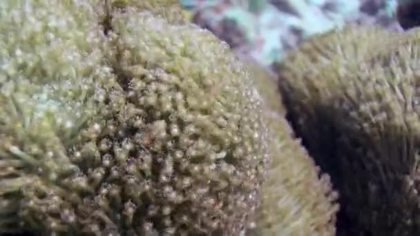 由于马尔代夫的水下水流 清澈水域中的八束珊瑚在流动 息肉结构较为均匀 有8个触角和8个间质隔膜 — 图库视频影像