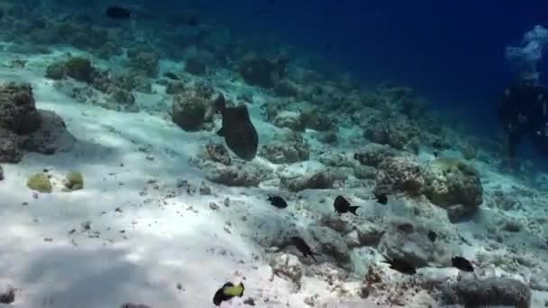 インド洋 モルディブ 2019年9月25日 大きな魚はダイバーと一緒にモルディブで水中で泳ぐ 家族の中で放射状のフィンを持つ海洋魚の種ナポレオンはサンゴ礁を生息させる — ストック動画