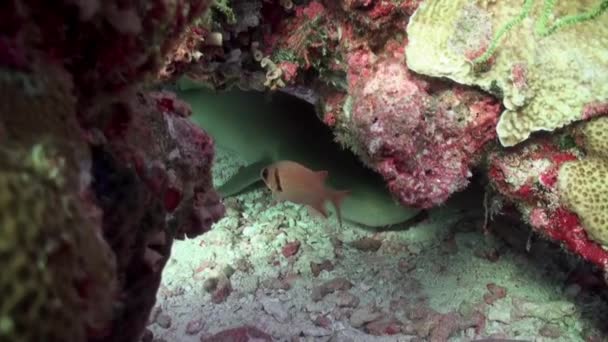 Mustachioed Nurse Shark Underwater Bottom Background Mustached Maldives Reef Corals — Video