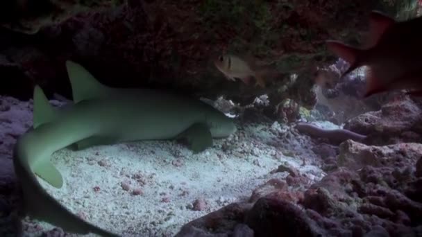 马尔代夫暗礁珊瑚中的水下护养鲨鱼 — 图库视频影像
