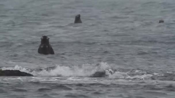 Mořské Vydry Jsou Vidět Plavat Dovádět Japonském Moři Vlnící Vlny — Stock video