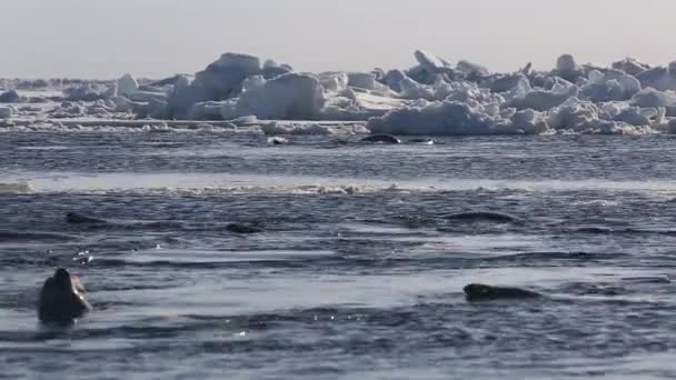 Стая Тюленей Плавает Выходит Воды Задний План Ледников Воде Тюлени — стоковое видео