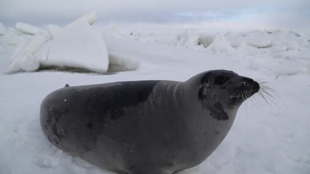 雪の中でかわいいシールが胃の上を動き 日本海の氷の水に飛び込みます 私たちはこのユニークで貴重な海洋環境の継続的な健康と多様性を確保することができます — ストック動画