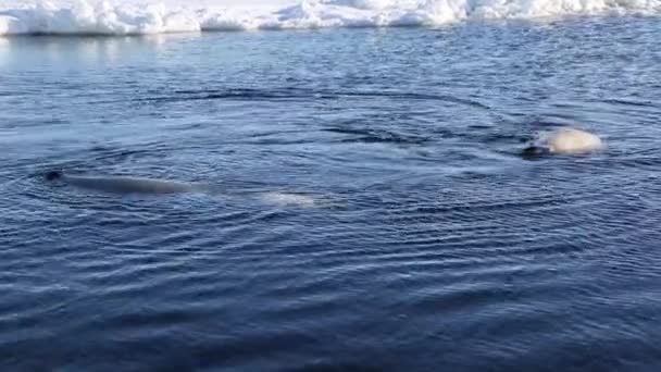 Φώκιες Κολυμπούν Και Αναδύονται Από Θάλασσα Της Ιαπωνίας Φόντο Τους — Αρχείο Βίντεο