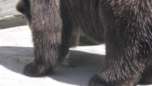 在晴天的特写下 强壮的棕熊在干燥的土地上舔一滩水 它敏锐的视力和嗅觉使它能够检测到周围地区哪怕是最微小的动静或气味 — 图库视频影像