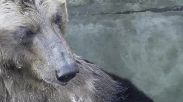 Urso Marrom Winsome Inflexível Nadando Água Dia Resplandecente Close Estes — Vídeo de Stock