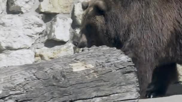 美丽而平静的棕熊在阳光明媚的阳光下在干旱的原木附近散步 在陆地上 棕熊是可怕的掠食者 能够捕食象麋鹿和野牛这样的大猎物 — 图库视频影像