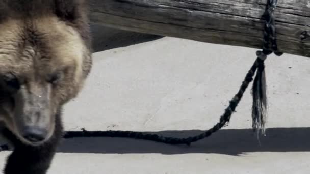 Medvěd Hnědý Nádherným Kabátem Kráčí Souši Prstí Svých Mocných Tlapách — Stock video