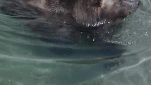 在阳光明媚的日子里 英俊健壮的棕熊跳入水中 在它们没有被猎杀或跟踪的地方 它们甚至可能出于好奇接近人类 — 图库视频影像