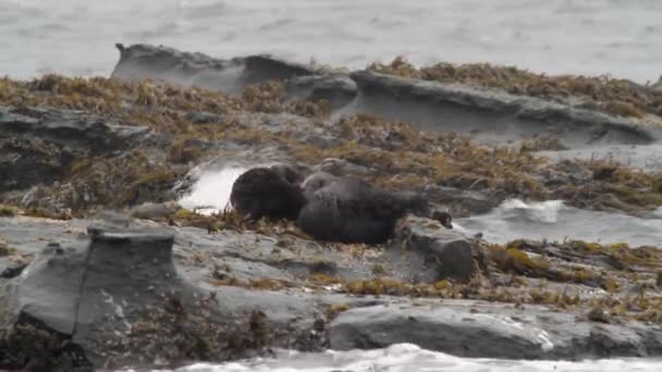 Lontras Marinhas Jazem Fundo Costa Rochosa Ondas Lapidação Mar Japão — Vídeo de Stock