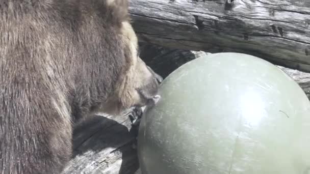Brązowy Niedźwiedź Lizać Piłkę Zabawki Linie Jego Języka Tle Suchego — Wideo stockowe