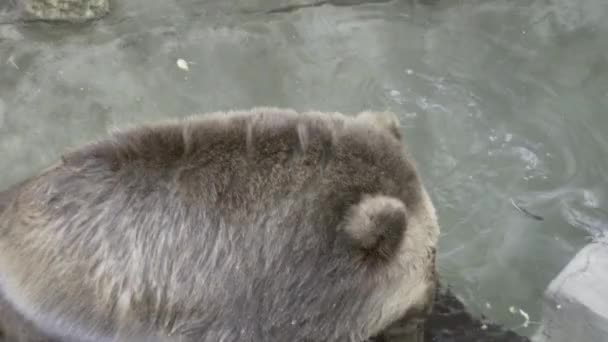 Brązowy Niedźwiedź Spoczywa Wodzie Gryzie Łapę Bawi Się Plastikowymi Naczyniami — Wideo stockowe