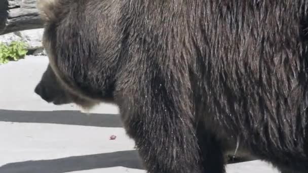 Коричневий Ведмідь Розкішним Пальто Ходить Суші Мастурбуючи Потужні Лапи Крупним — стокове відео