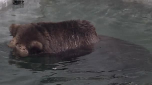 Прекрасный Долговечный Бурый Медведь Погружающийся Воду Блестящий День Толстый Мех — стоковое видео