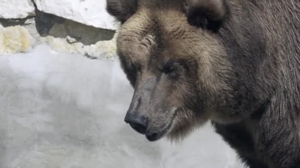 Υπέροχη Και Ήρεμη Καφέ Αρκούδα Περπατά Κοντά Άνυδρη Κούτσουρα Κάτω — Αρχείο Βίντεο
