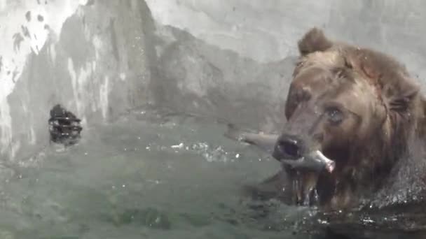 Brunbjörn Med Vacker Rock Med Fisk Tänderna Kommer Vattnet För — Stockvideo