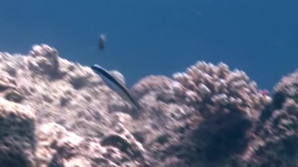 Variedad Peces Con Hermosos Matices Bajo Mar Rojo Nadando Cerca — Vídeos de Stock