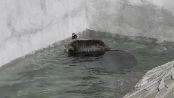 Urso Marrom Sedutor Enérgico Brincando Água Dia Transporte Nadar Urso — Vídeo de Stock