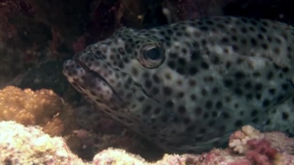 Närbild Grouper Fish Epinephelus Undervattensbotten Röda Havet Grouper Även Känd — Stockvideo