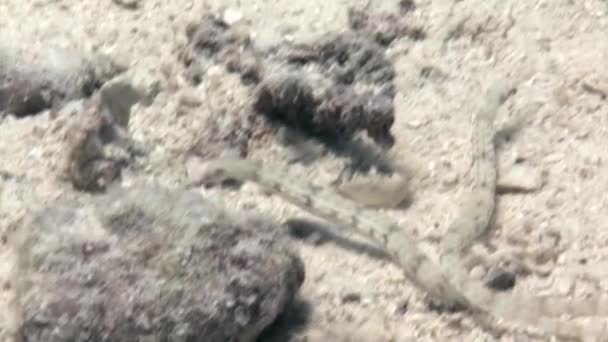 Fischietto Maculato Pesce Flauto Sulla Barriera Corallina Subacquea Nel Mar — Video Stock