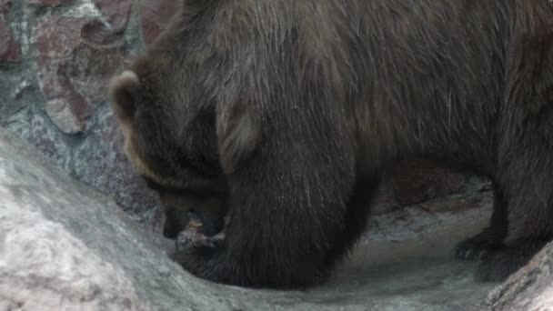 Бурый Медведь Ест Рыбу Которую Поймал Суше Стекает Вода Суше — стоковое видео