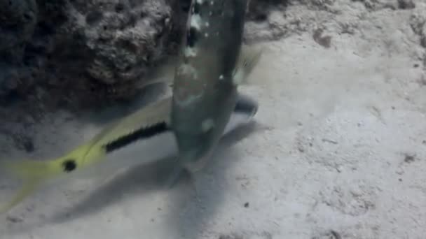 물고기 Calotomus Virielevens Parrot Fish Undercosts Seabed 탐험하는 활기찬 산호초이다 — 비디오