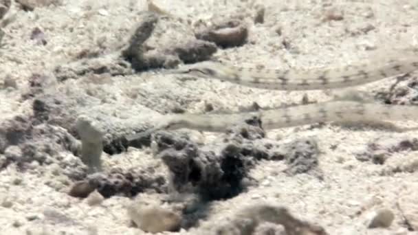 점박이 호루라기가 산호초에 있습니다 얼룩무늬 호루라기 Spotted Whistle 플루트 스툴라 — 비디오