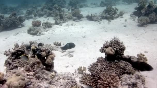 Peces Llamativos Bajo Agua Mar Rojo Cerca Del Coral Desde — Vídeo de stock