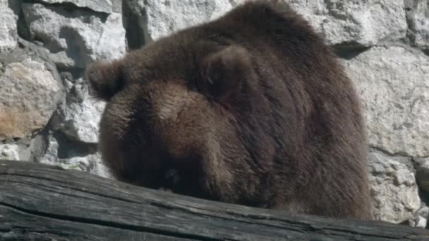 Urso Marrom Termina Seu Almoço Atrás Log Luz Sol Close — Vídeo de Stock