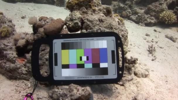 埃及红海 2017年8月27日 监控处于工作状态的专业视频设备位于珊瑚礁之上 水下珊瑚礁的摄像机监测器 — 图库视频影像