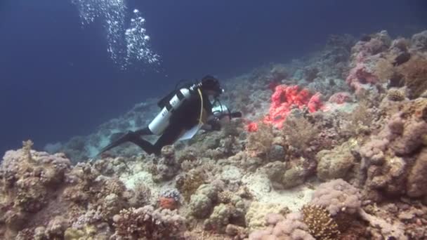 エジプト 2017年8月27日 水中サンゴ礁にカメラ付きダイバー 紅海でのダイビングはユニークで息をのむような経験を提供します — ストック動画