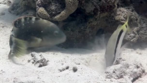 クローズアップサンゴの中に水中でParupeneus Barberinus魚とオウムの魚 Calotomus Viridesens Parupeneus Barberinus Fish Underbear Seabed Onサンゴのサンゴ礁 — ストック動画