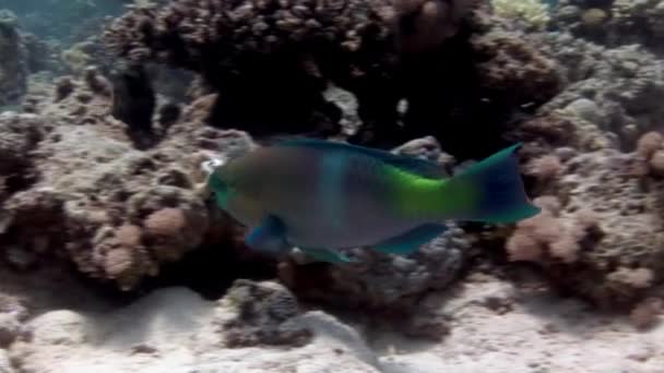 近縁魚Calotomus Viridesens水中サンゴ礁上のオウムの魚 鮮やかなサンゴ礁と多様な海洋生物が生息する紅海は 自然愛好家には必見です — ストック動画