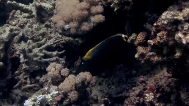 Захватывающая Рыба Заманчивыми Оттенками Красным Морем Рядом Коралловым Рифом Мировые — стоковое видео