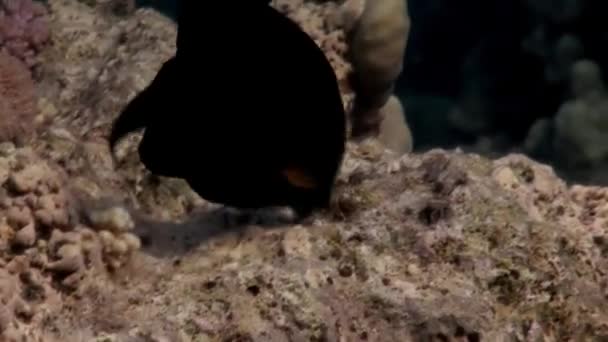 Colpire Pesci Congregazione Con Colori Vivaci Sotto Mar Rosso Nuotare — Video Stock