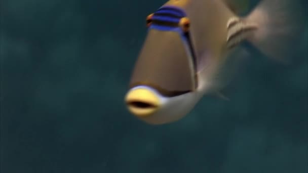 수중에 물고기의 사진은 Triggerfish Balistapus Undulatus 야생에서 페인팅피시는 무척추동물 연체동물 — 비디오