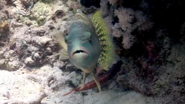 クローズアップ魚Calotomusウイルスは水中の紅海でオウムの魚を説明し 紅海は自然愛好家のための楽園です カラフルなサンゴ礁からエキゾチックな野生動物まで ユニークな体験です — ストック動画