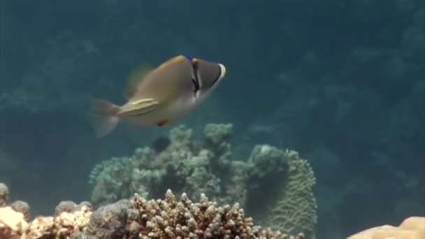 Närbild Fisk Vatten Målade Triggerfish Balistapus Undulatus Den Målade Triggerfish — Stockvideo