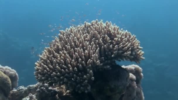 紅海の海底にある水中サンゴAcropora Microclados近くの魚の学校 サンゴ礁は 多くの種類の魚や他の海の生き物の生息地や避難所を提供することによってこれを行う — ストック動画