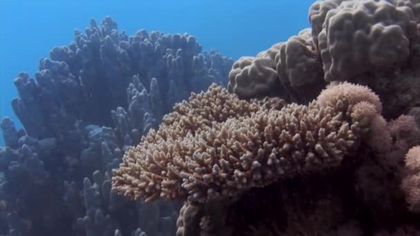 Coral Acropora Microclados Υποβρύχιο Κόσμο Της Ερυθράς Θάλασσας Κοραλλιογενείς Ύφαλοι — Αρχείο Βίντεο