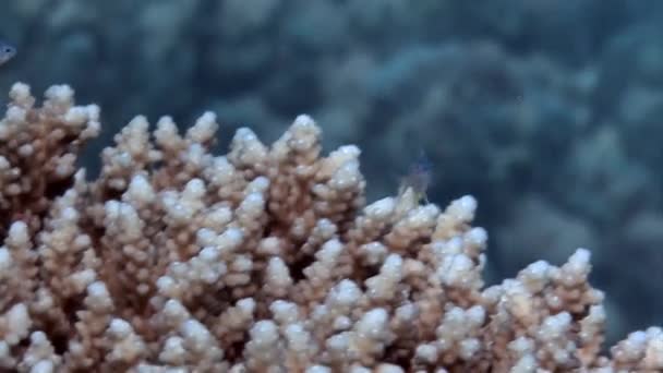 水下红海珊瑚Acropora Microclados的宏观视频镜头 珊瑚礁通过为许多鱼类和其他海洋生物提供栖息地和栖身之处来实现这一目标 — 图库视频影像