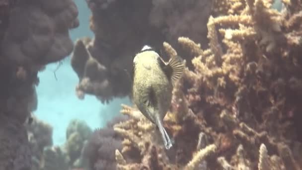 Рыбный Сундук Подводных Кораллах Красном Море Фиш Куб Вид Морских — стоковое видео