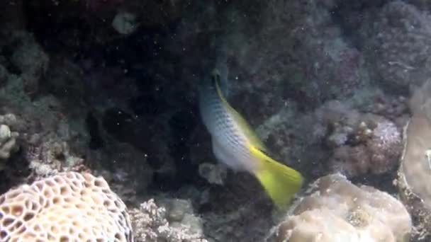 Stříbřité Calotomus Viridescens Papouščí Ryby Zblízka Podmořském Rudém Moři Stříbrná — Stock video