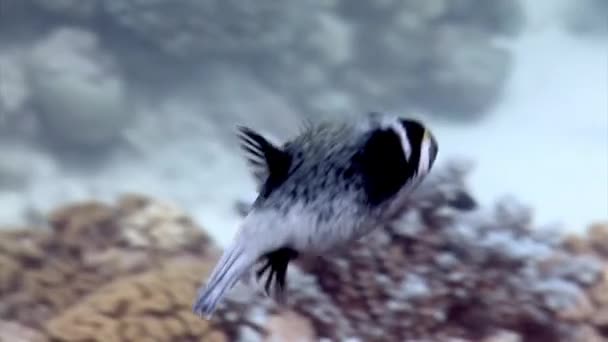Рибний Ящик Підводному Коралі Червоному Морі Рибний Ящик Кубик Вид — стокове відео