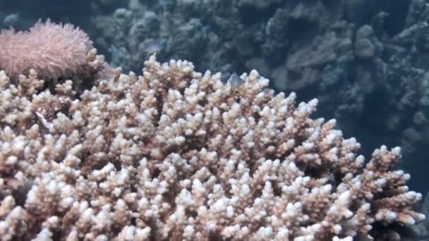 红海的大型录象珊瑚Acropora Microclados 珊瑚礁通过为许多鱼类和其他海洋生物提供栖息地和栖身之处来实现这一目标 — 图库视频影像