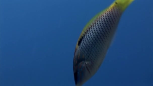 Sarı Yüzgeçli Kuyruklu Gümüşi Balıklar Kızıl Deniz Sualtı Gezegenine Yakın — Stok video