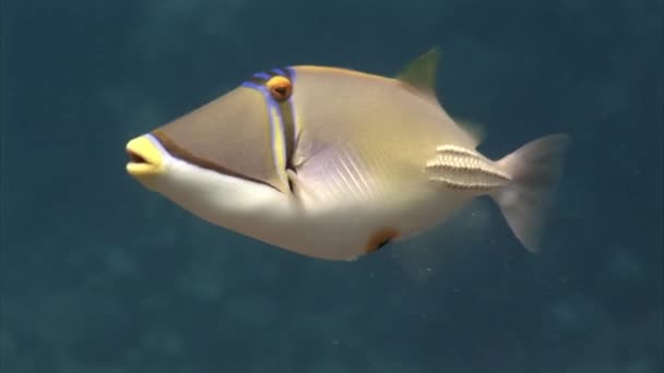 물고기 그림은 Triggerfish Balistapus Undulatus 검정의 무늬와 무늬때문에 바다에서 매력적 — 비디오